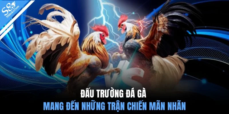 Đấu trường đá gà mang đến những trận chiến mãn nhãn