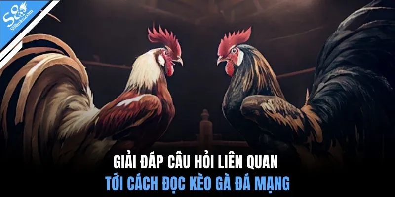 Giải đáp câu hỏi liên quan tới cách đọc kèo gà đá mạng