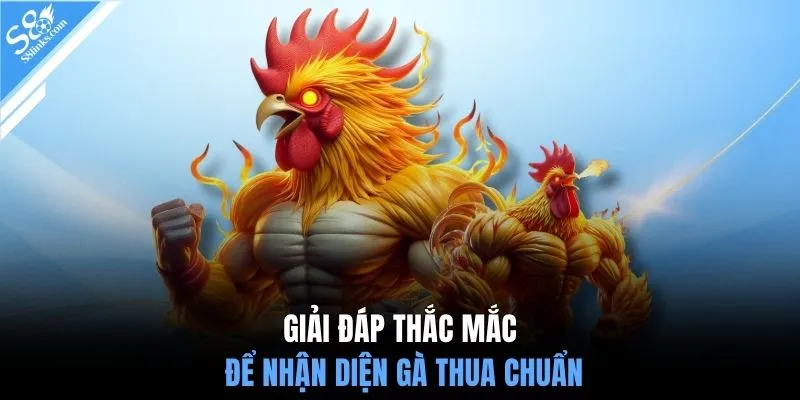 Giải đáp thắc mắc để nhận diện gà thua chuẩn