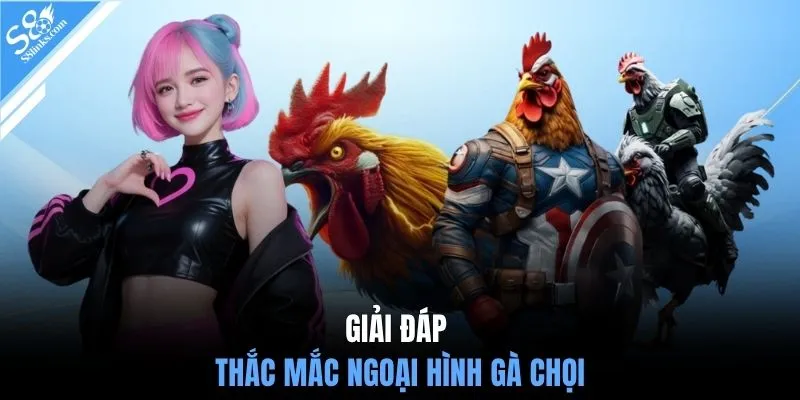 Giải đáp thắc mắc ngoại hình gà chọi