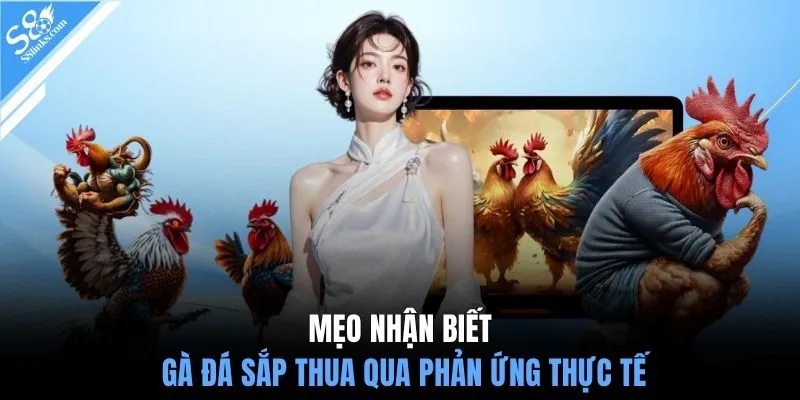Mẹo nhận biết gà đá sắp thua qua phản ứng thực tế